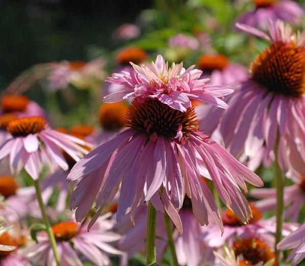 Echinacea purpurea 'Doubledecker' (Coneflower)
